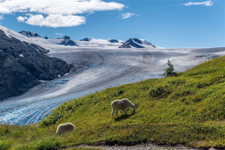 Kenai Fjords Nationalpark